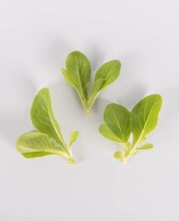 Sweet Romaine Lettuce