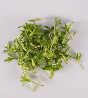 Tarragon