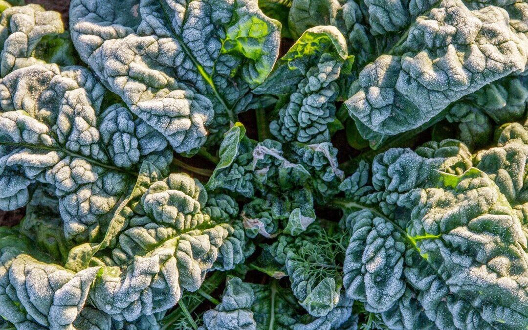 The Chef’s Garden Ice Spinach®