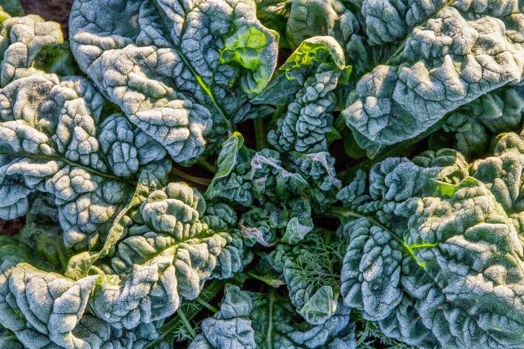 The Chef’s Garden Ice Spinach®