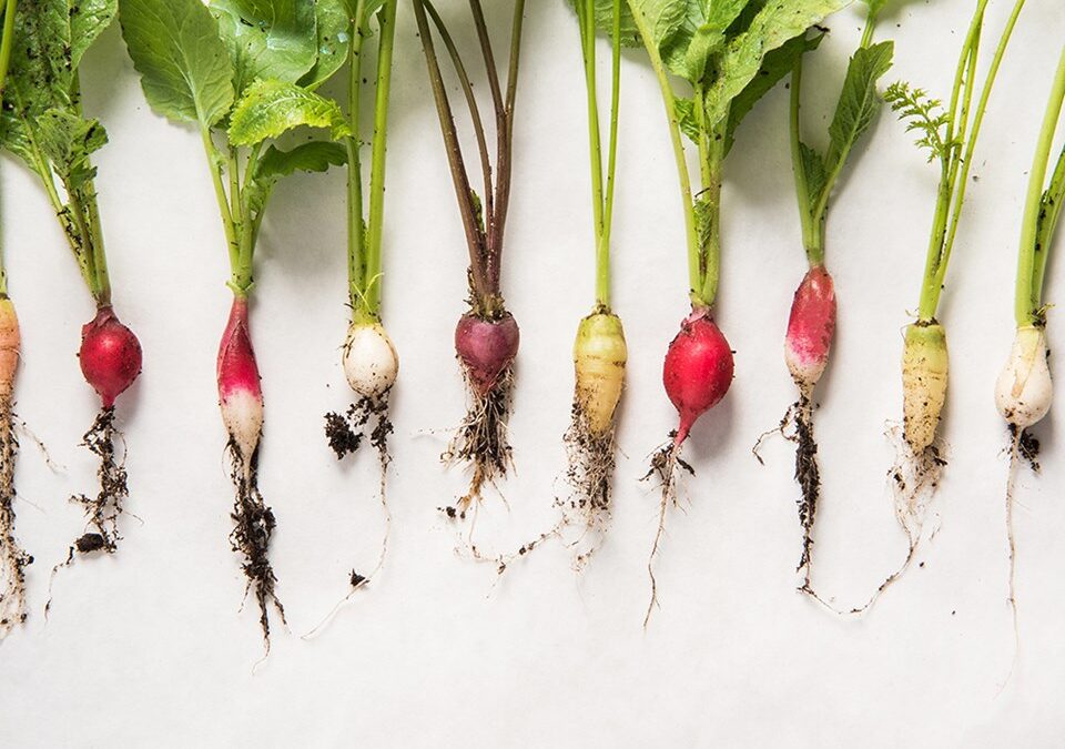 The Power of Petite-Sized Fresh Vegetables: Flavorful, Unique and Fun