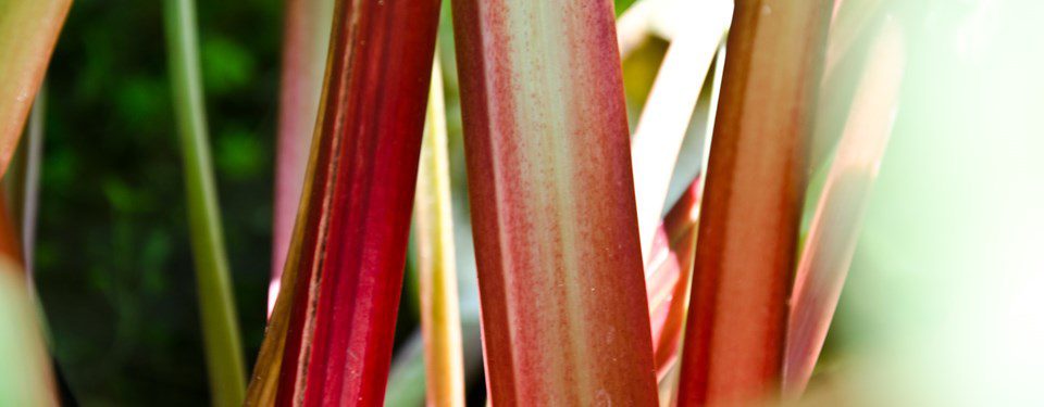 The Story of Mr. Frye’s Rhubarb