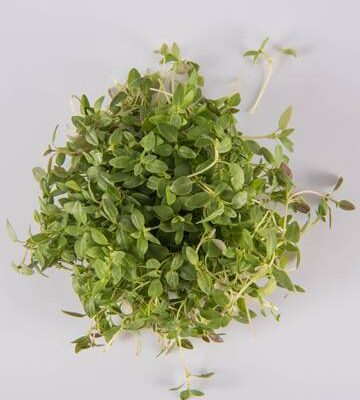 Thyme