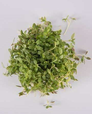 Thyme