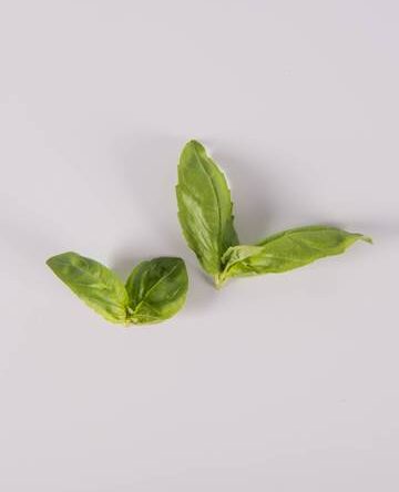 Traditional Basil