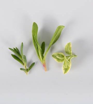 Trilogy Crystal Lettuce