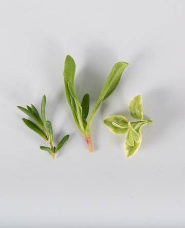 Trilogy Crystal Lettuce