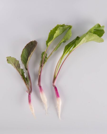 Petite Royal Purple Turnip