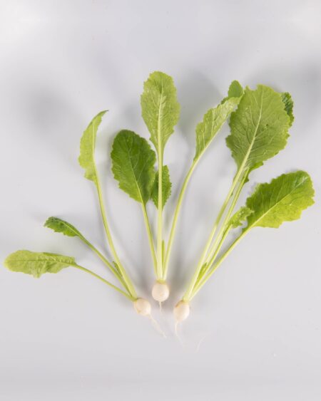 Petite White Turnip