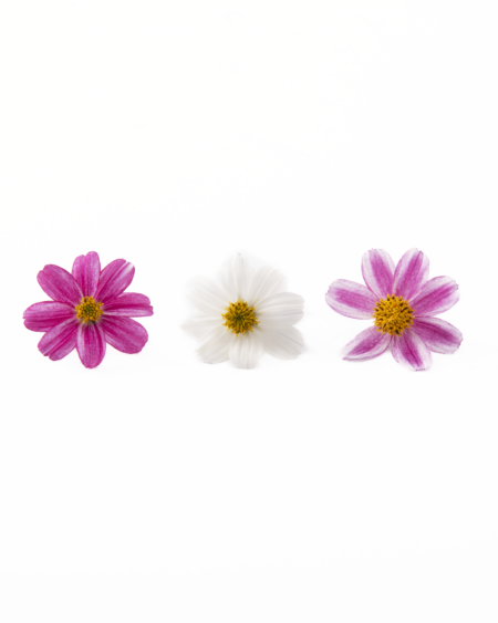 Twilight Daisy