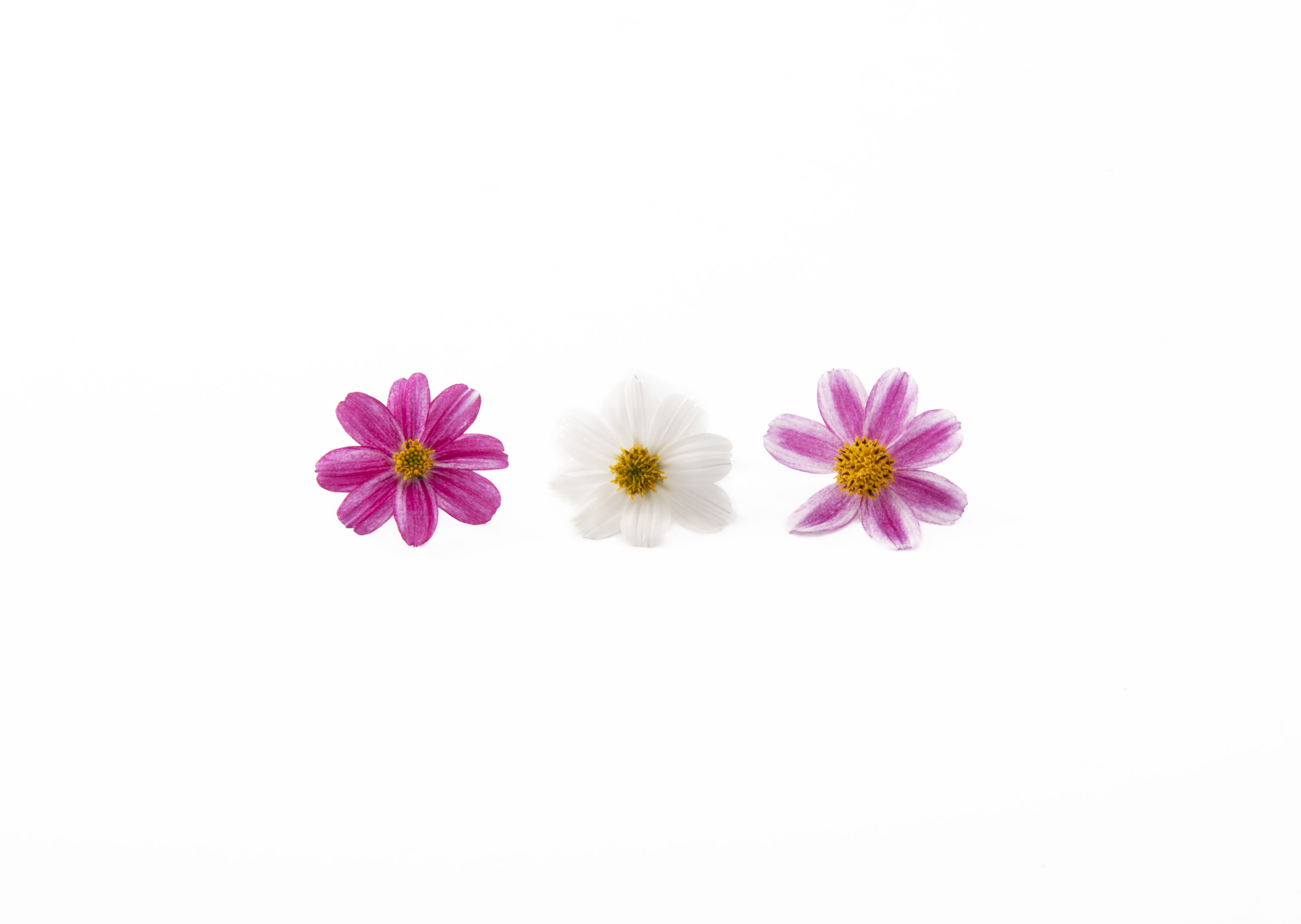 Twilight Daisy