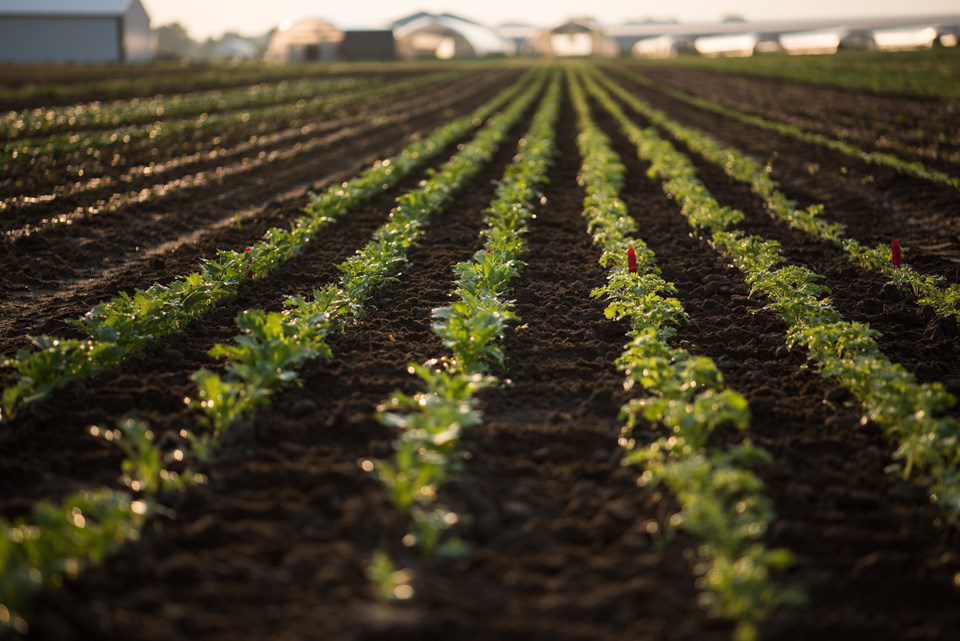 Ultra Mesclun: 30 Years and Going Strong