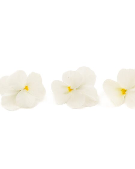 Vanilla Viola
