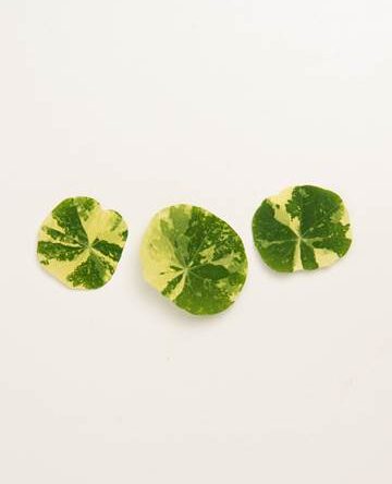 Variegated Nasturtium Leaves
