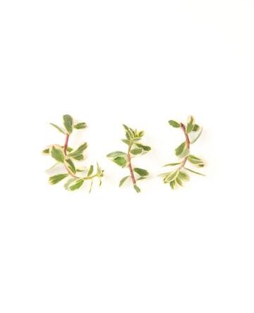Variegated Purslane