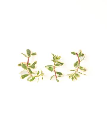 Variegated Purslane