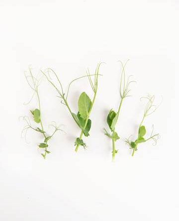 Verde Pea Tendrils