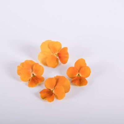 Orange Marmalade Viola