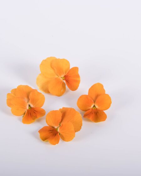 Orange Marmalade Viola