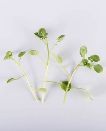 Watercress