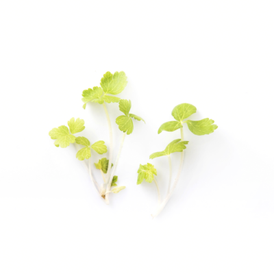White Celery