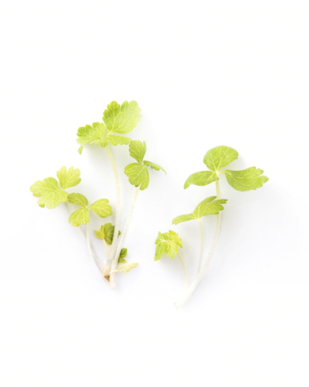 White Celery