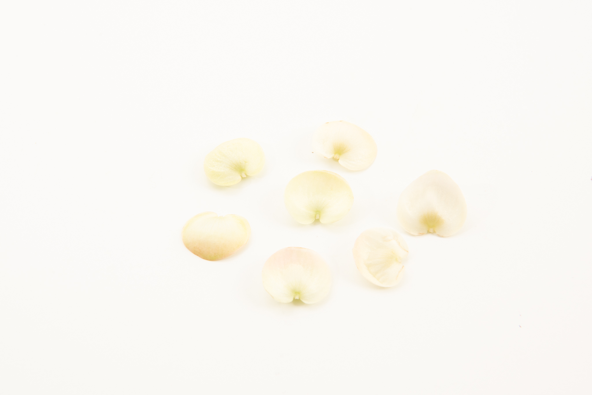 Begonia - Image 2