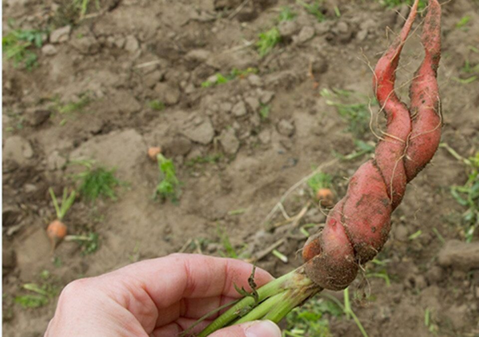 Who you calling ugly?