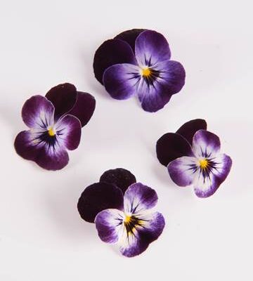 Blackberry Swirl Viola