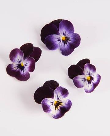 Blackberry Swirl Viola