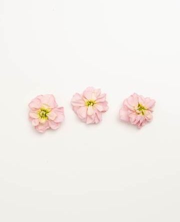 Apricot Punch Mini Floret