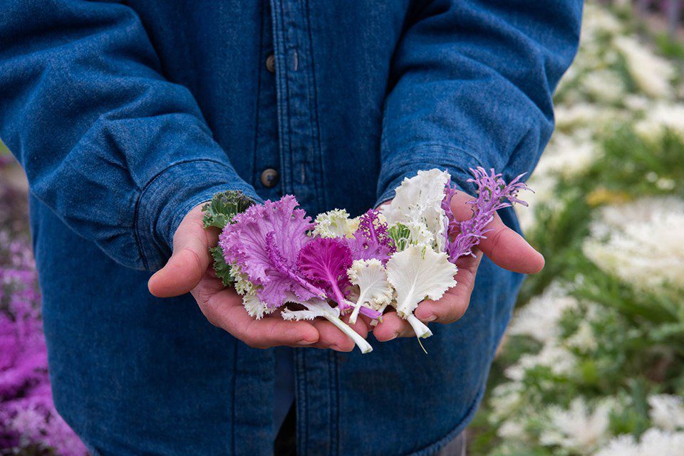 Chef and Farmer: Benefits of Farm-Fresh Kale Varieties