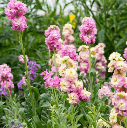 U-Pick Flowers Season Pass