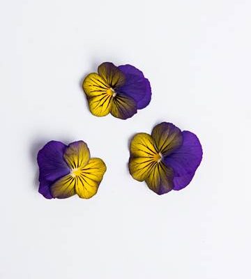 Blueberry Lemon Sorbet Viola