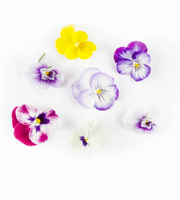Mixed Violas