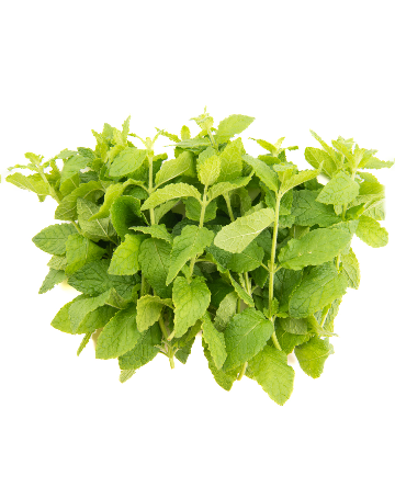 Strawberry Mint