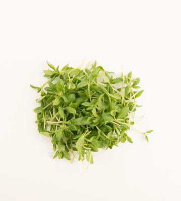 Summer Savory