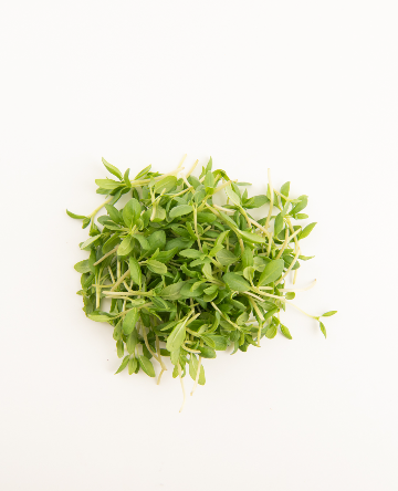 Summer Savory