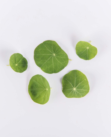 Traditional Nasturtium Leaves