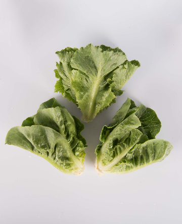 Green Romaine Lettuce