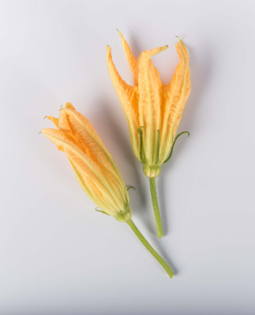 Squash Blossoms