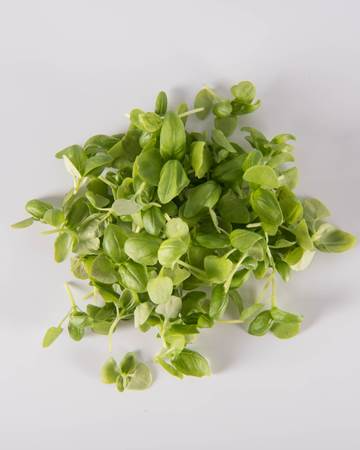 Green Basil