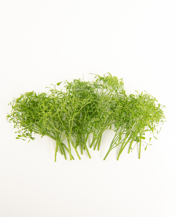 Parsley Pea Tendrils