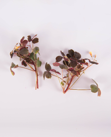 Plum Lucky Sorrel