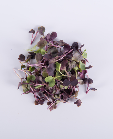 Purple Radish