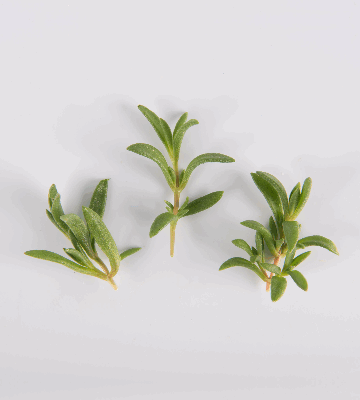 Daggered Crystal Lettuce