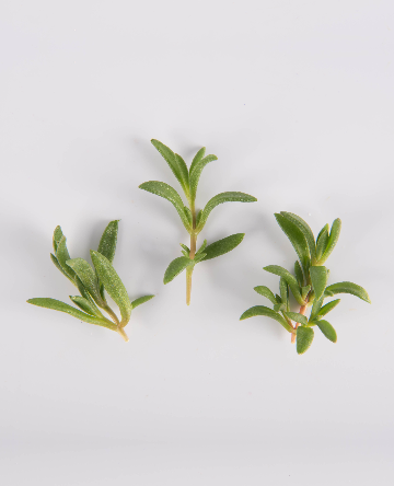 Daggered Crystal Lettuce