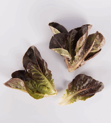 Red Rose Romaine Lettuce