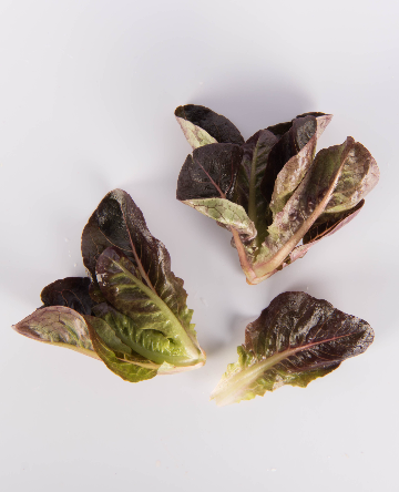 Red Rose Romaine Lettuce
