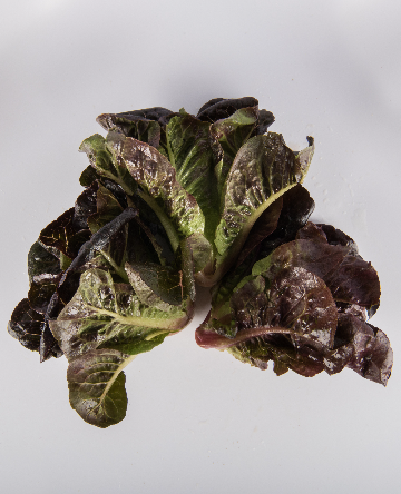 Red Romaine Lettuce